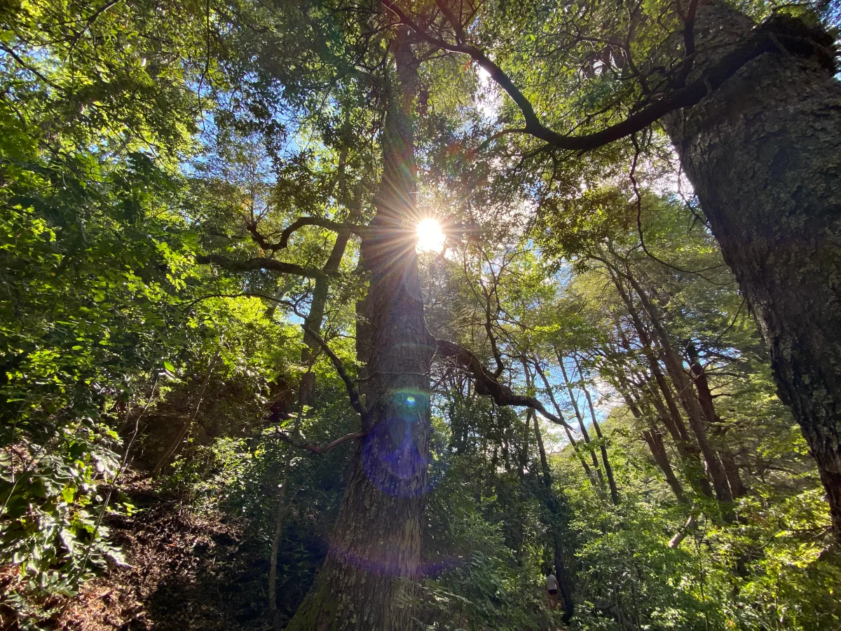 PARCELAS BOSQUE PATAGÓNICO PARQUE NACIONAL — foto 5
