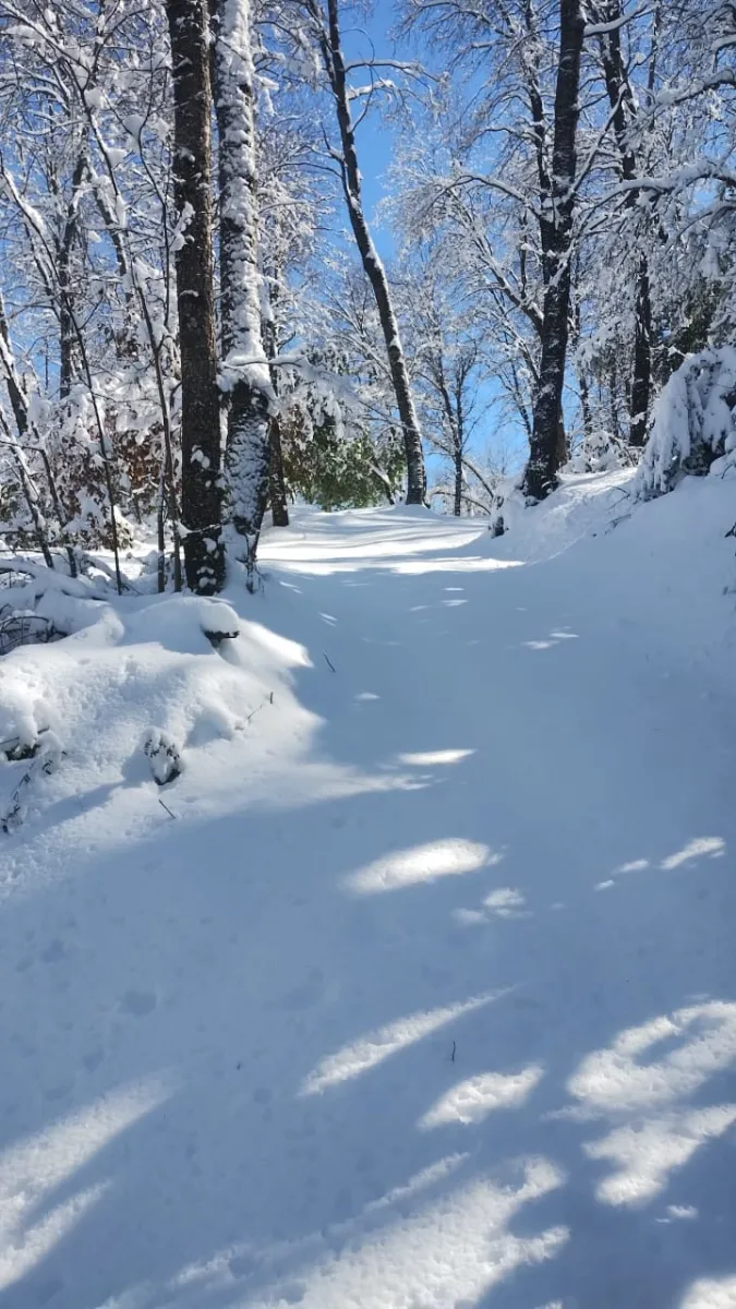 PARCELAS BOSQUE PATAGÓNICO PARQUE NACIONAL — foto 6