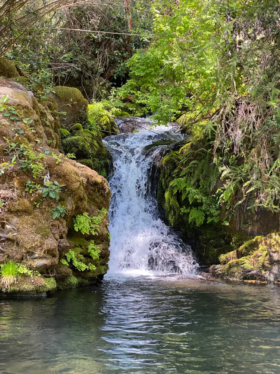 PARCELAS BOSQUE PATAGÓNICO PARQUE NACIONAL — foto 7
