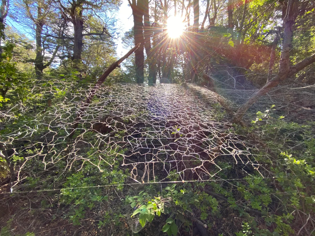 PARCELAS BOSQUE PATAGÓNICO PARQUE NACIONAL — foto 8