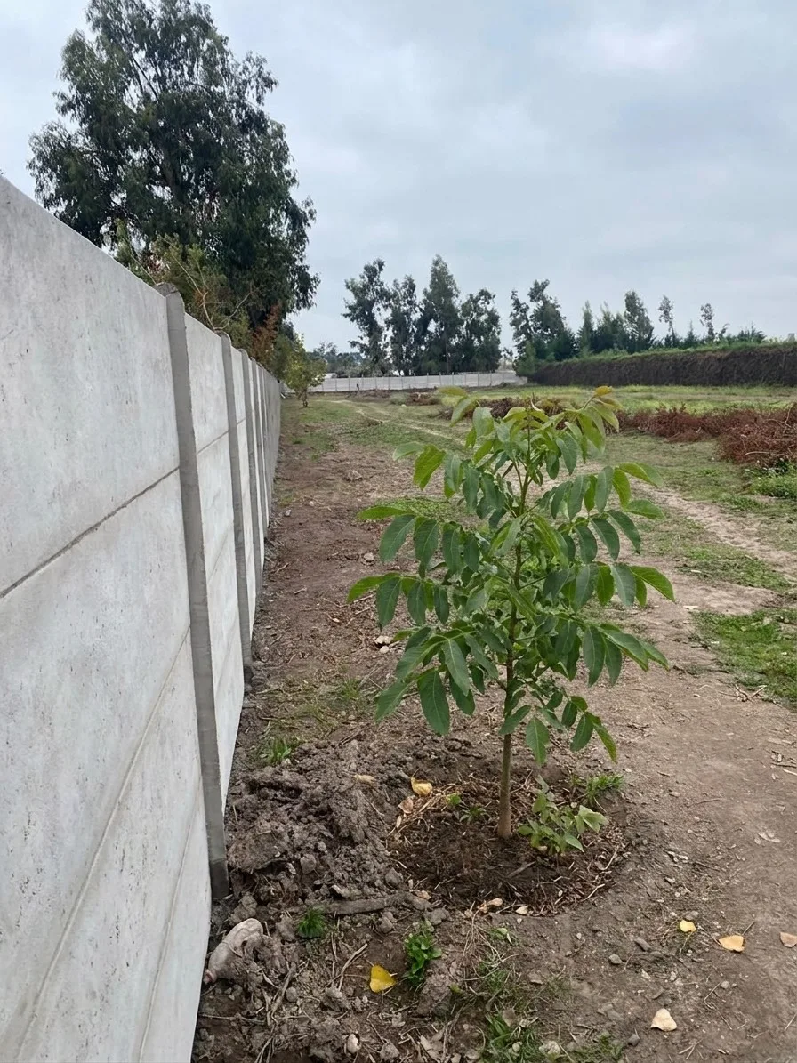 Parcela de 5.000 metros cuadrados en Linderos — foto 7