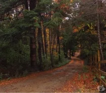 PARCELA UNA HECTÁREA DE BOSQUE NATIVO — foto 3