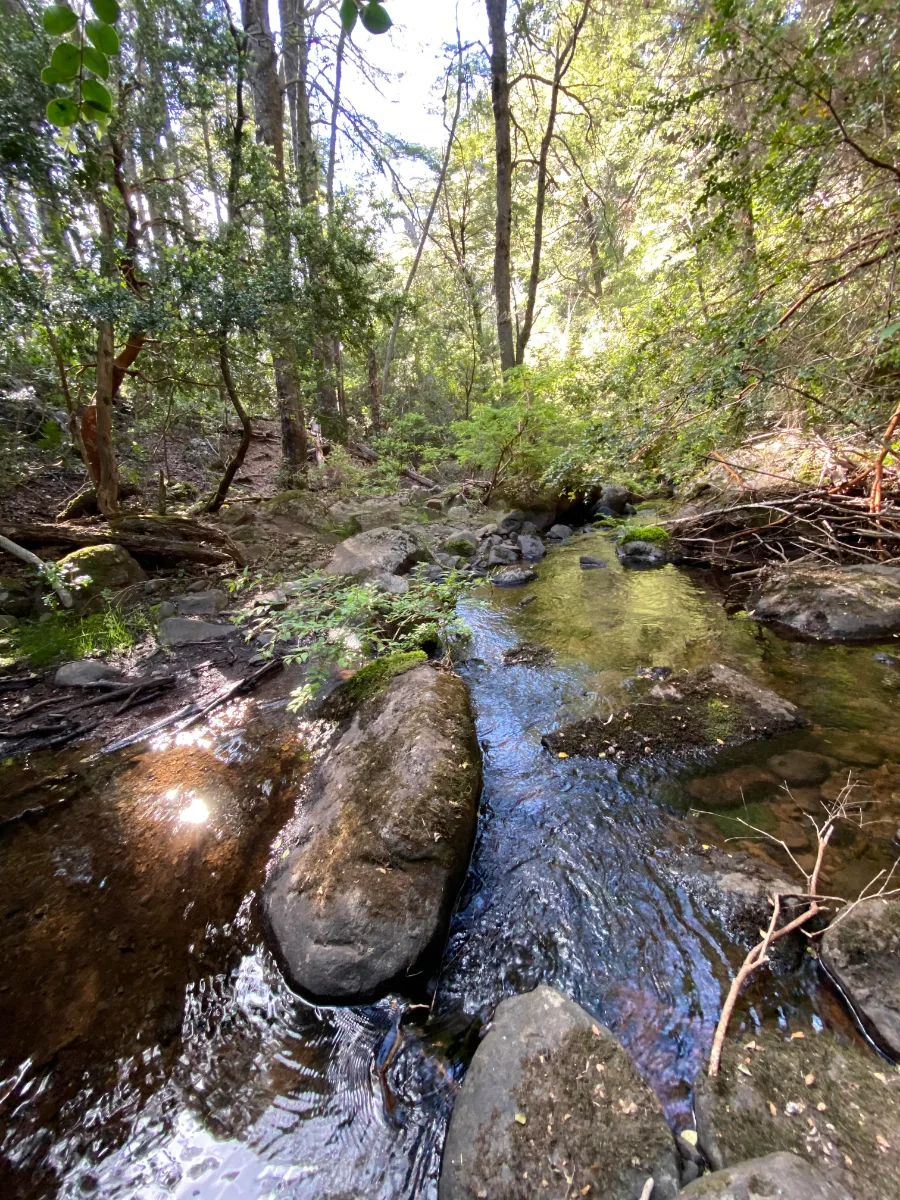 PARCELA UNA HECTÁREA DE BOSQUE NATIVO — foto 8