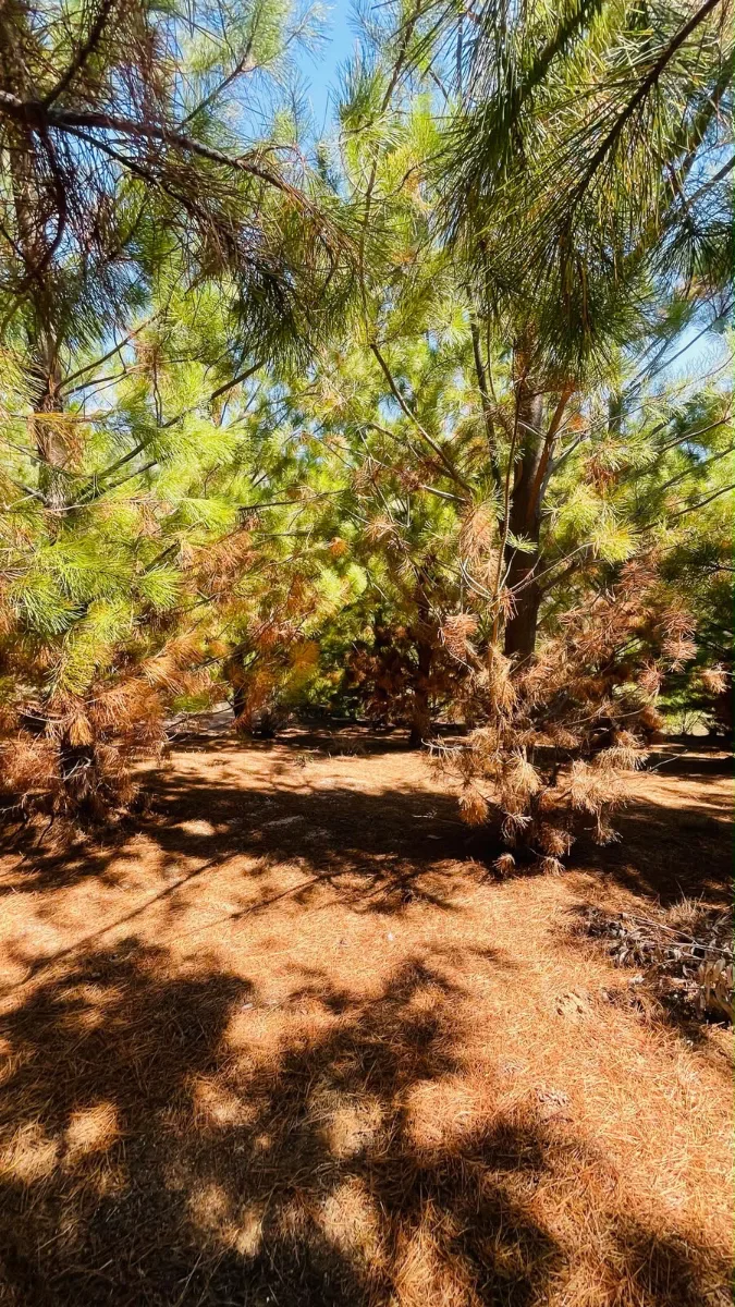 Parcela Paredones 5000 m2  — foto 2