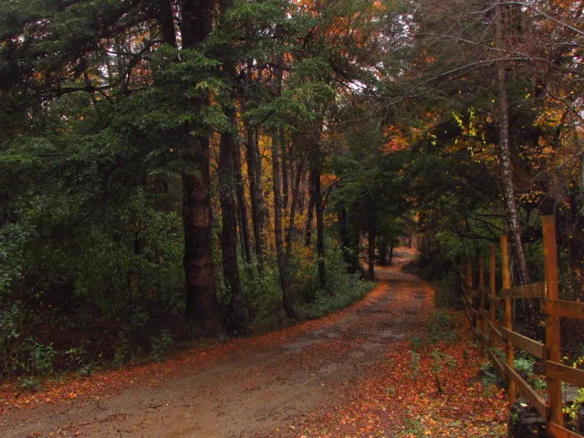 CABAÑA EN PARCELA BOSQUE NATIVO ,ACCESO RÍO — foto 7