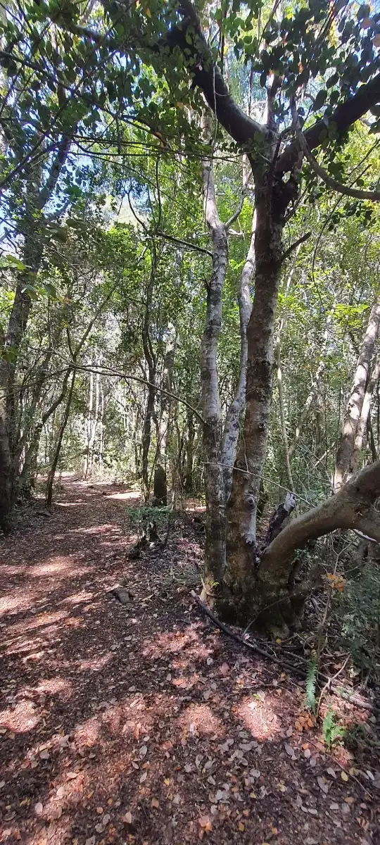 Parcela de 5000 m2 en Pucón