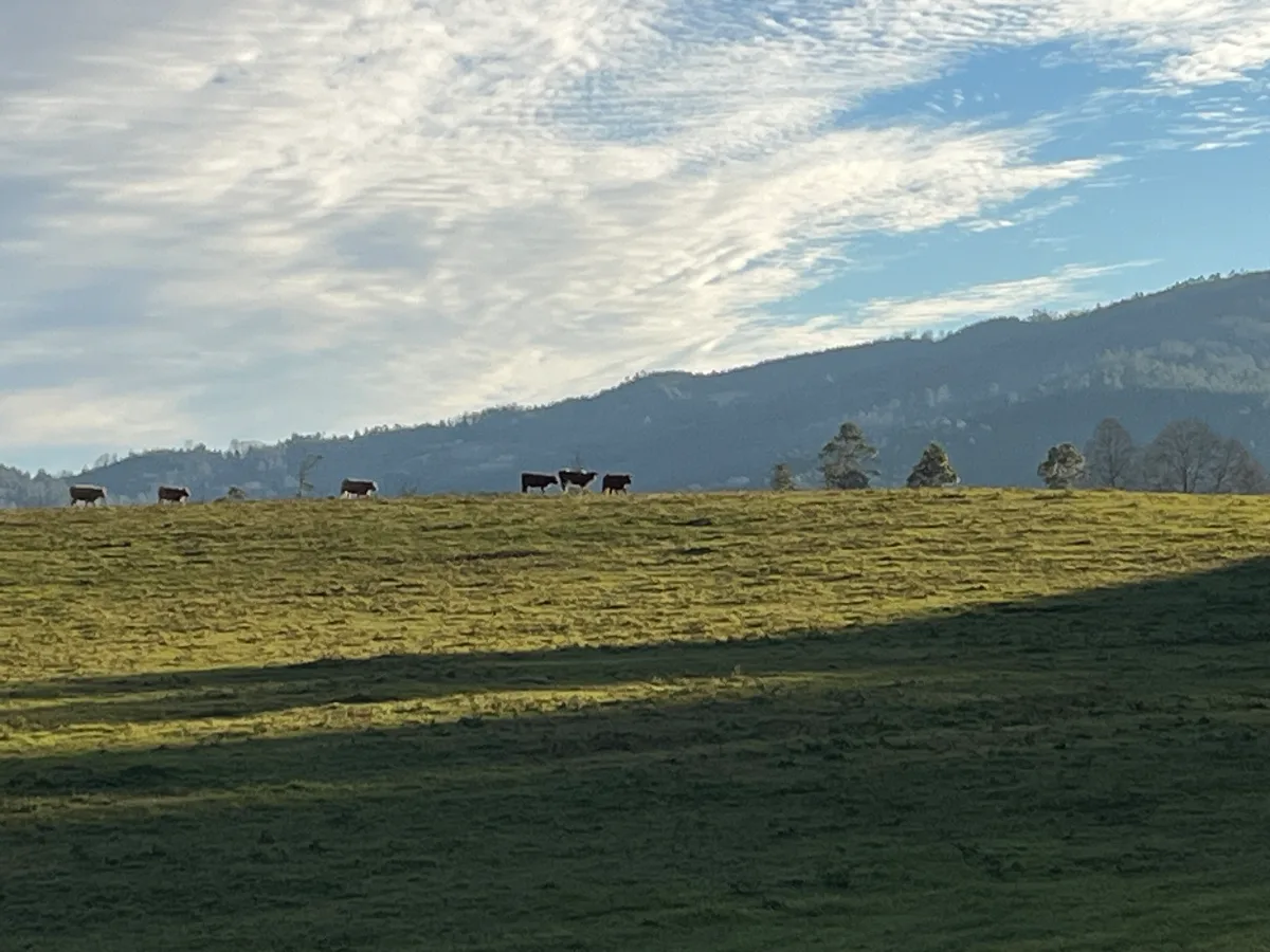 Campo Agrícola equipado de 27 ha. En Loncoche — foto 1