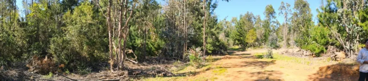 🌿 ¡Parcelas de 5.000 m² con Rol Propio en Licantén!🏡 — foto 7