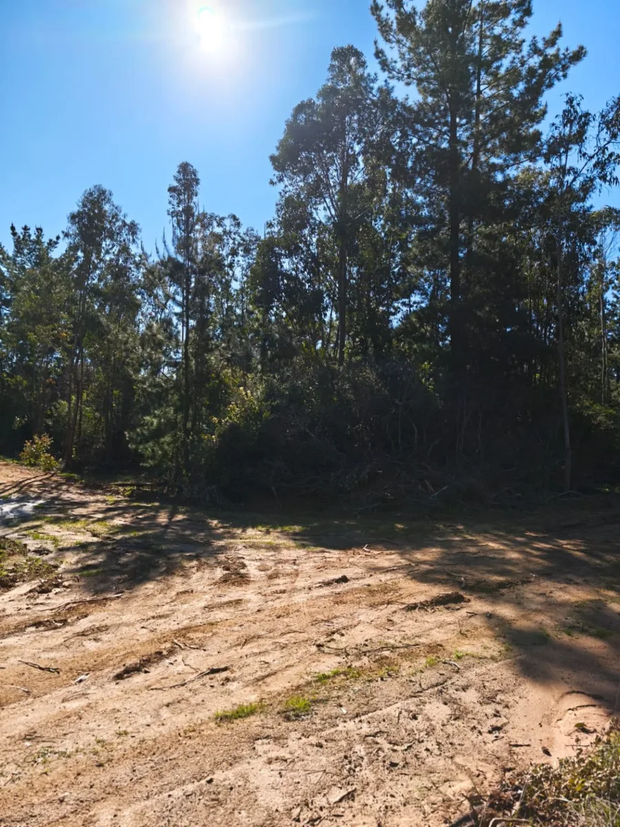 🌿 ¡Parcelas de 5.000 m² con Rol Propio en Licantén!🏡 — foto 3