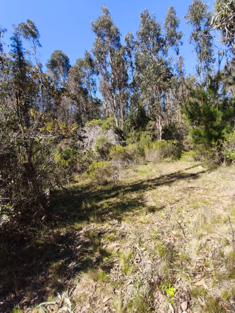 🌿 ¡Parcelas de 5.000 m² con Rol Propio en Licantén!🏡 — foto 2