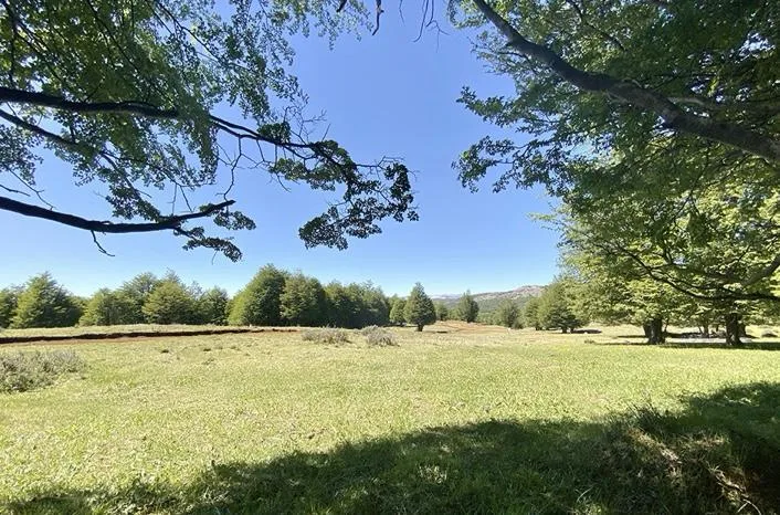 Parcela 5.000 m² Cerro Castillo, Aysén - Bosques de Ñirre — foto 5