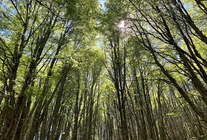Parcela 5.000 m² Cerro Castillo, Aysén - Bosques de Ñirre — foto 8