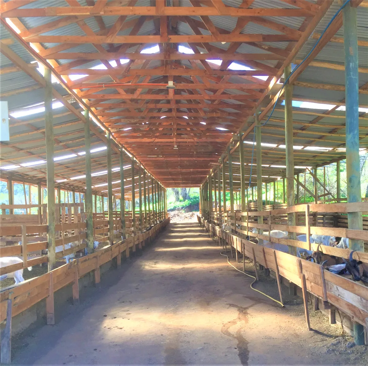 Parcela 25 Hás en Curacaví — foto 3