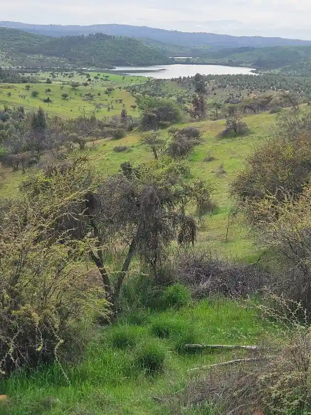 Marchihue