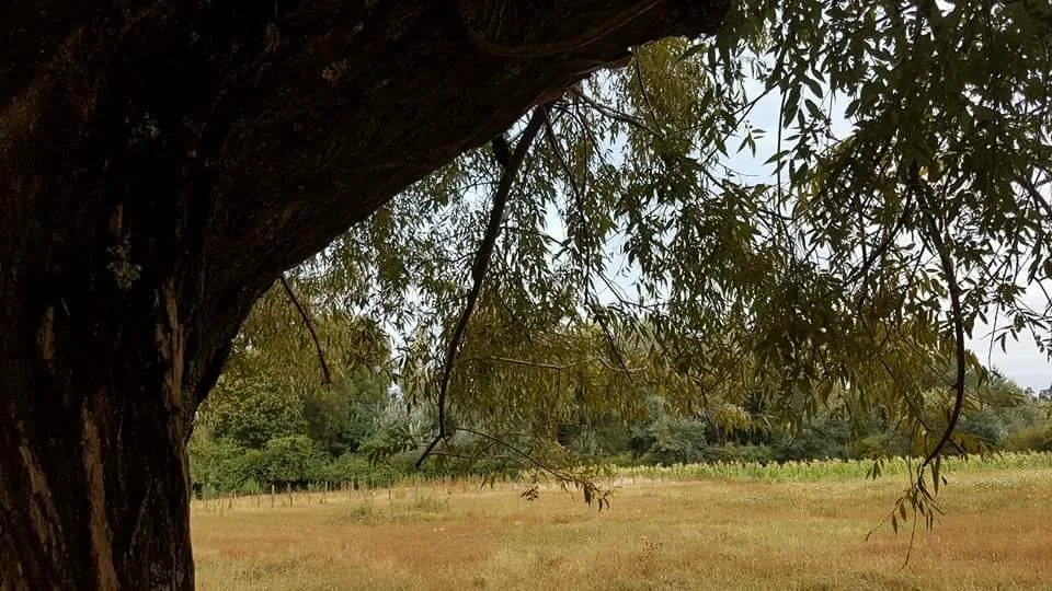 TERRENO RURAL DE 2,13 HECTÁREAS EN SANTA ELENA, LAJA — foto 3