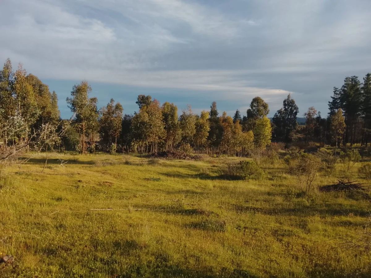 Parcela San Nicolas 5000 mts2 — foto 8