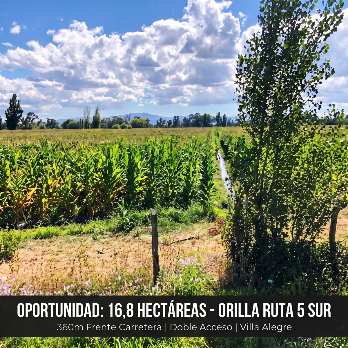 Campo / Comercial 16,8 Há - 360m Frente Ruta 5 Villa Alegre, foto 1