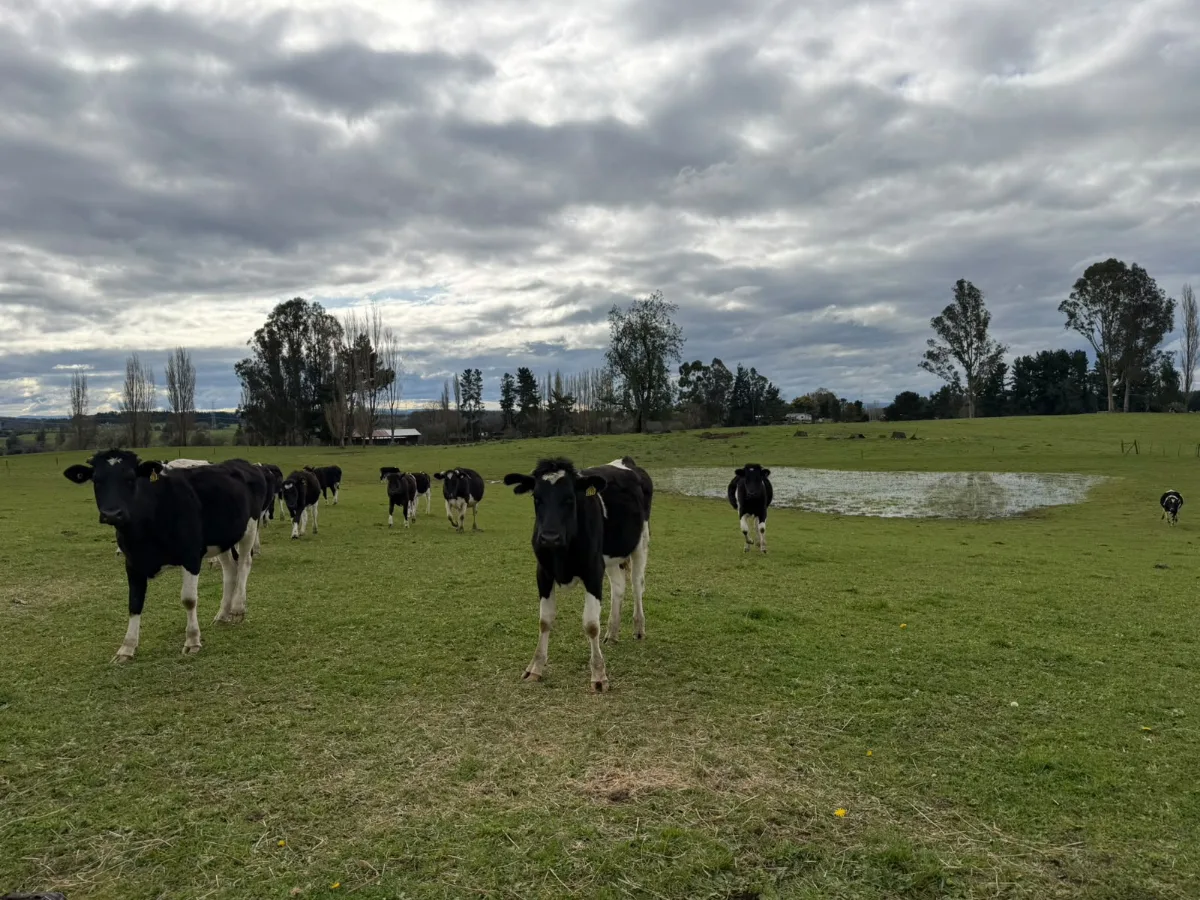Campo agrícola-ganadero 30,35 ha en Chacayal, San Pablo, foto 8