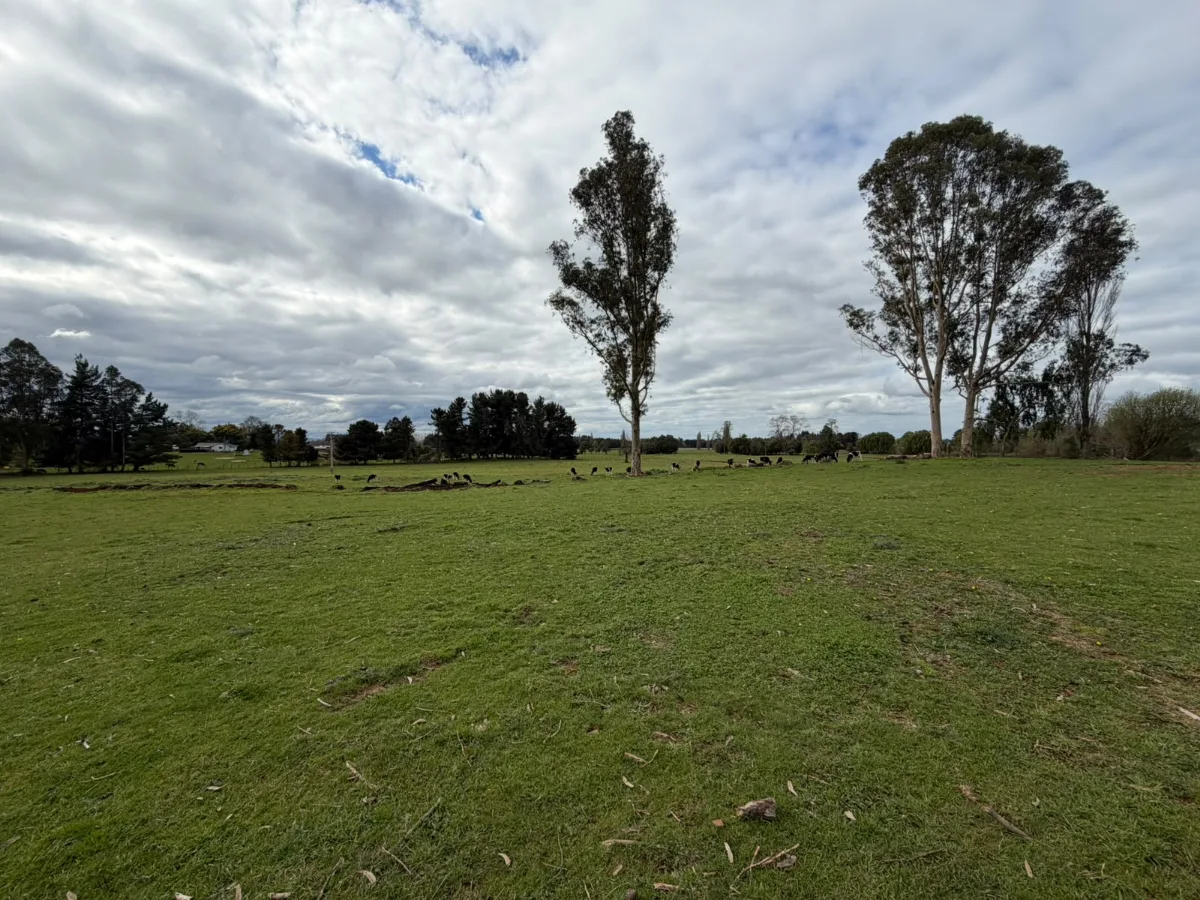 Campo agrícola-ganadero 30,35 ha en Chacayal, San Pablo, foto 3