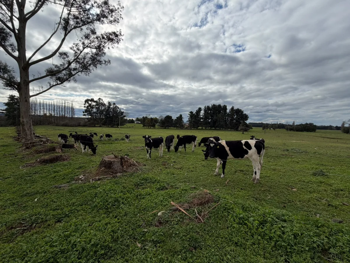 Campo agrícola-ganadero 30,35 ha en Chacayal, San Pablo, foto 4
