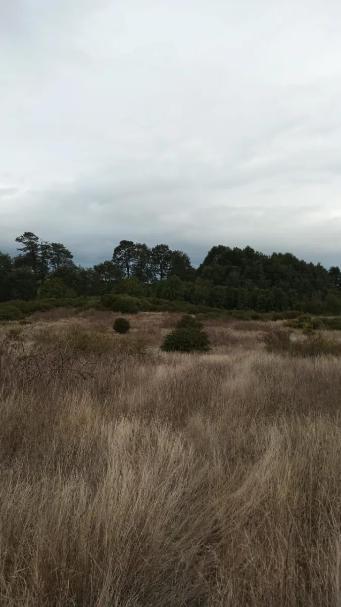 🌿 Oportunidad: parcela de 5.000 m² en quinched, Chiloé, foto 5