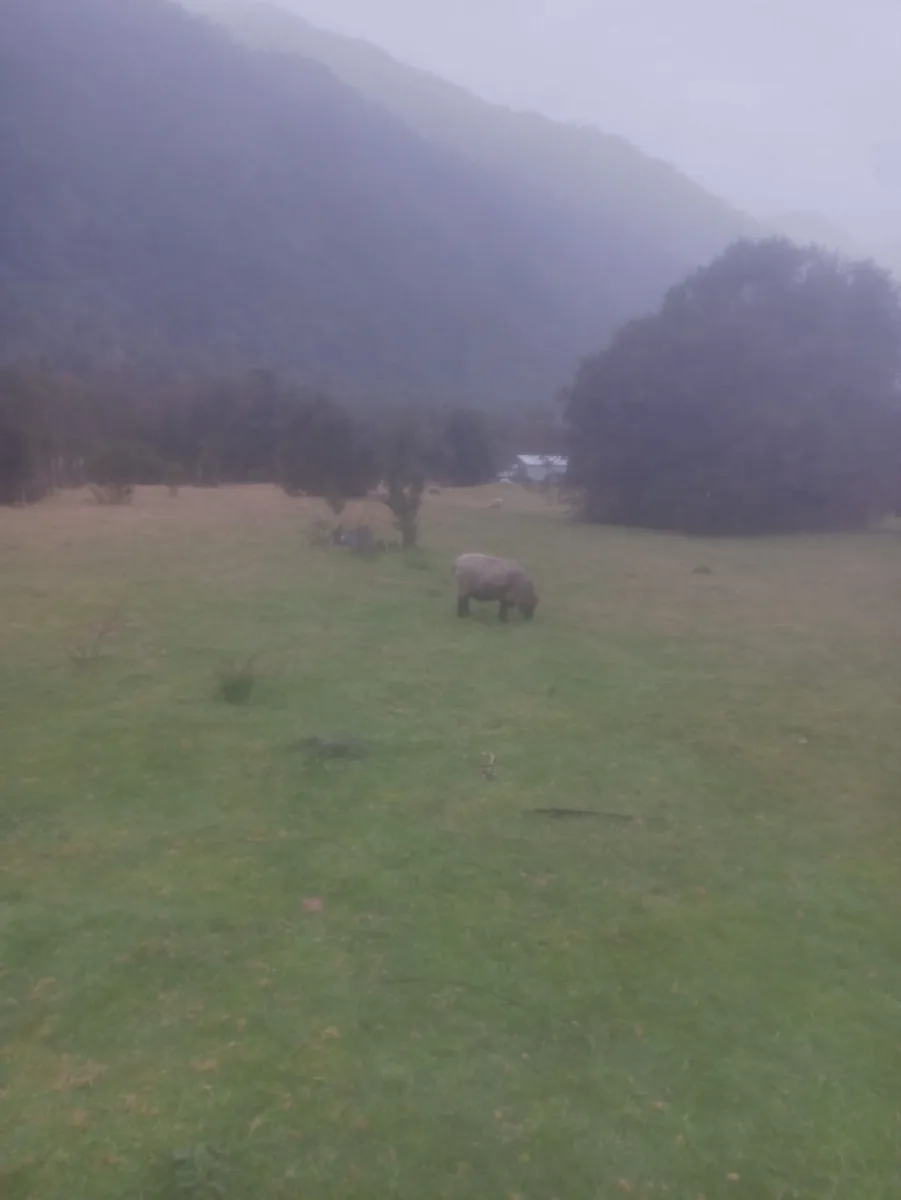 Parcela 10.000m2, Ralun Los Ladrillos, foto 4