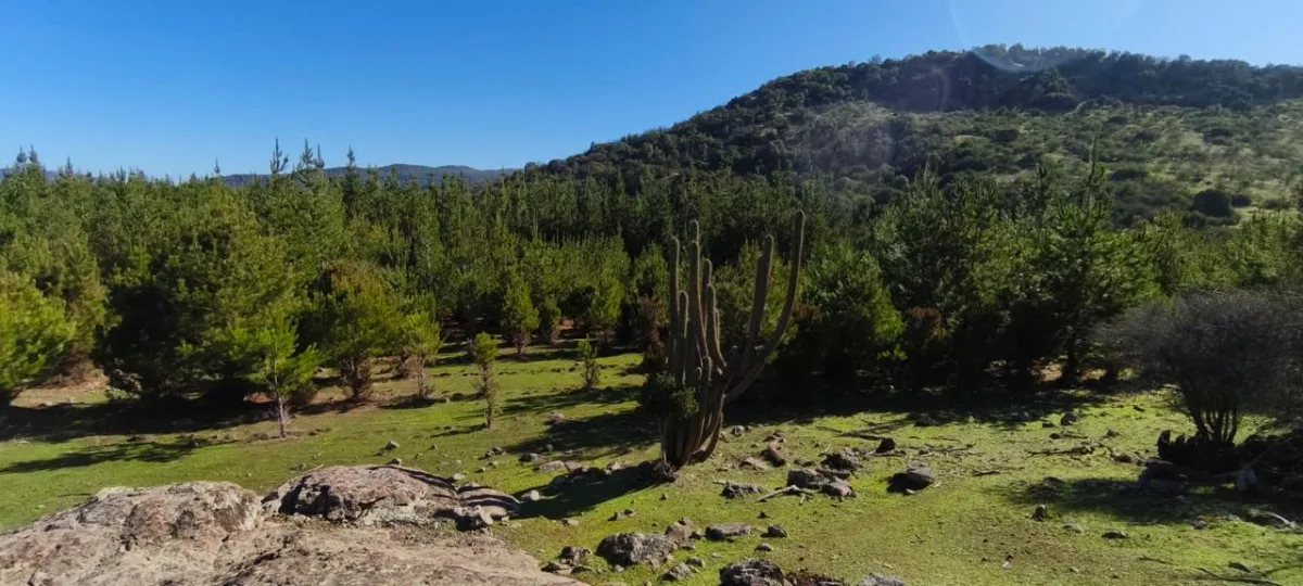 Parcelas de 5.000 m² en Chépica, Región de O'Higgins, foto 4