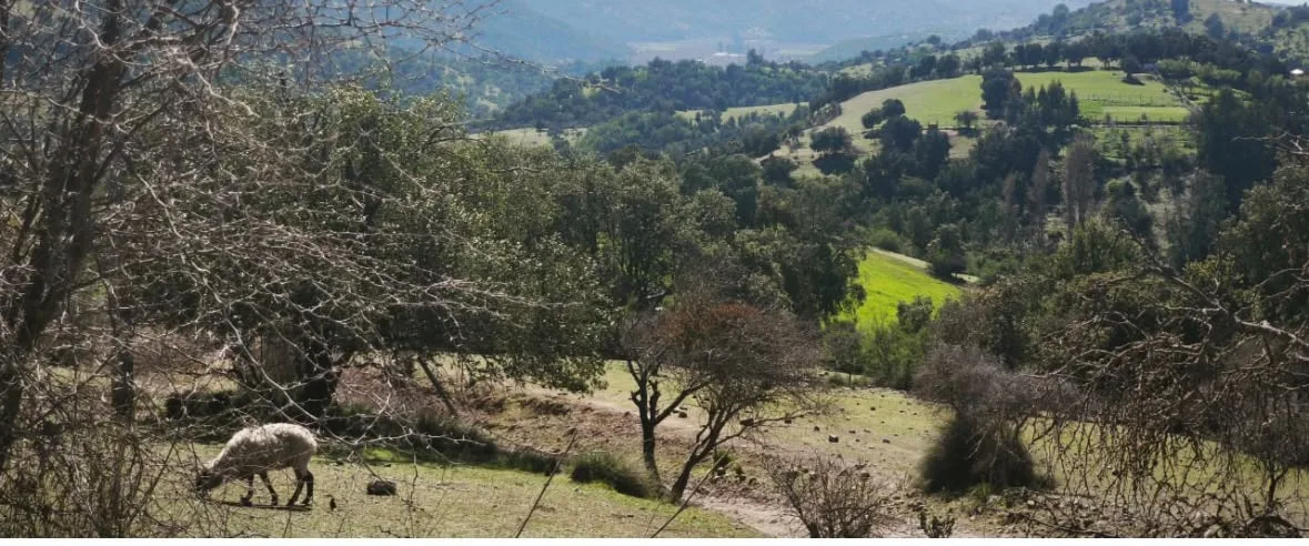 Parcelas de 5.000 m² en Chépica, Región de O'Higgins, foto 6
