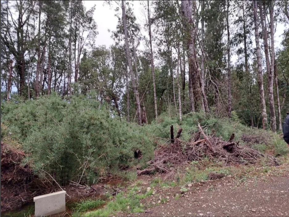 Parcela 5.000 M² en Puerto Octay – Sector Coñico, foto 2