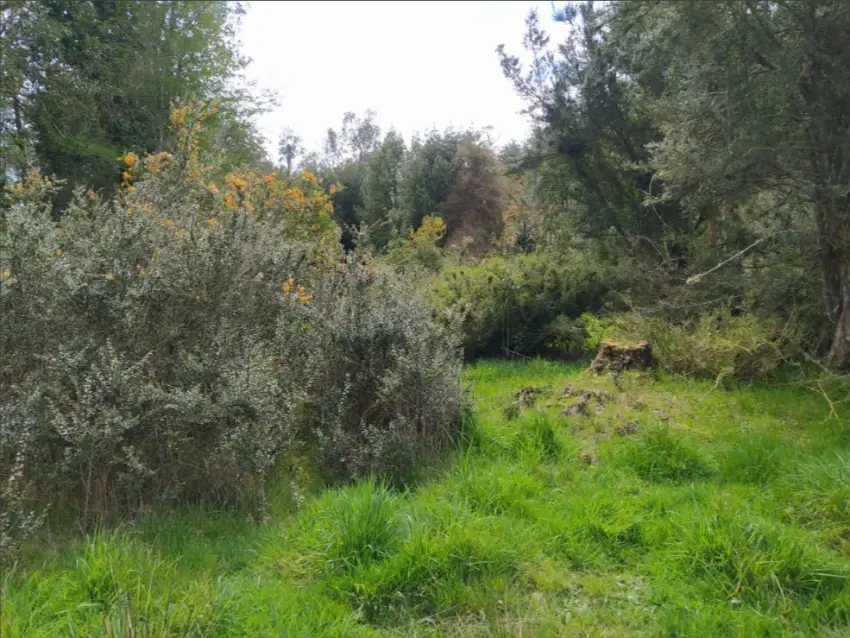 Parcela 5.000 M² en Puerto Octay – Sector Coñico