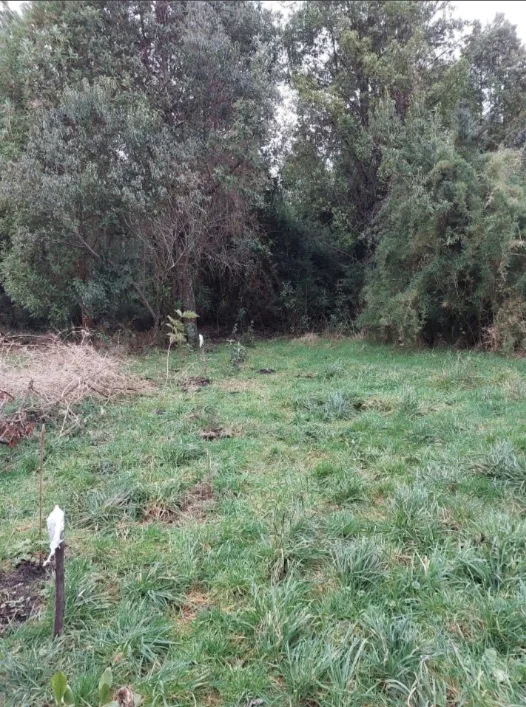 Parcela 5.000 M² en Puerto Octay – Sector Coñico, foto 3