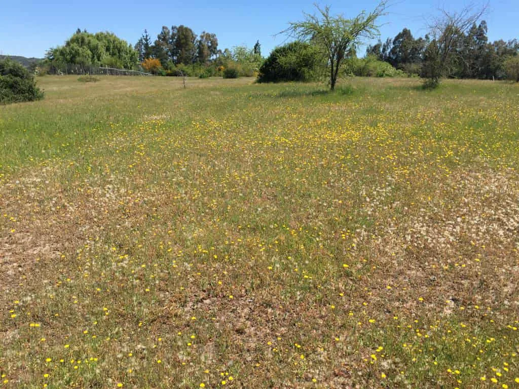 Parcela de 3 ha, sector El Durazno, Las Cabras, VI Región, foto 2