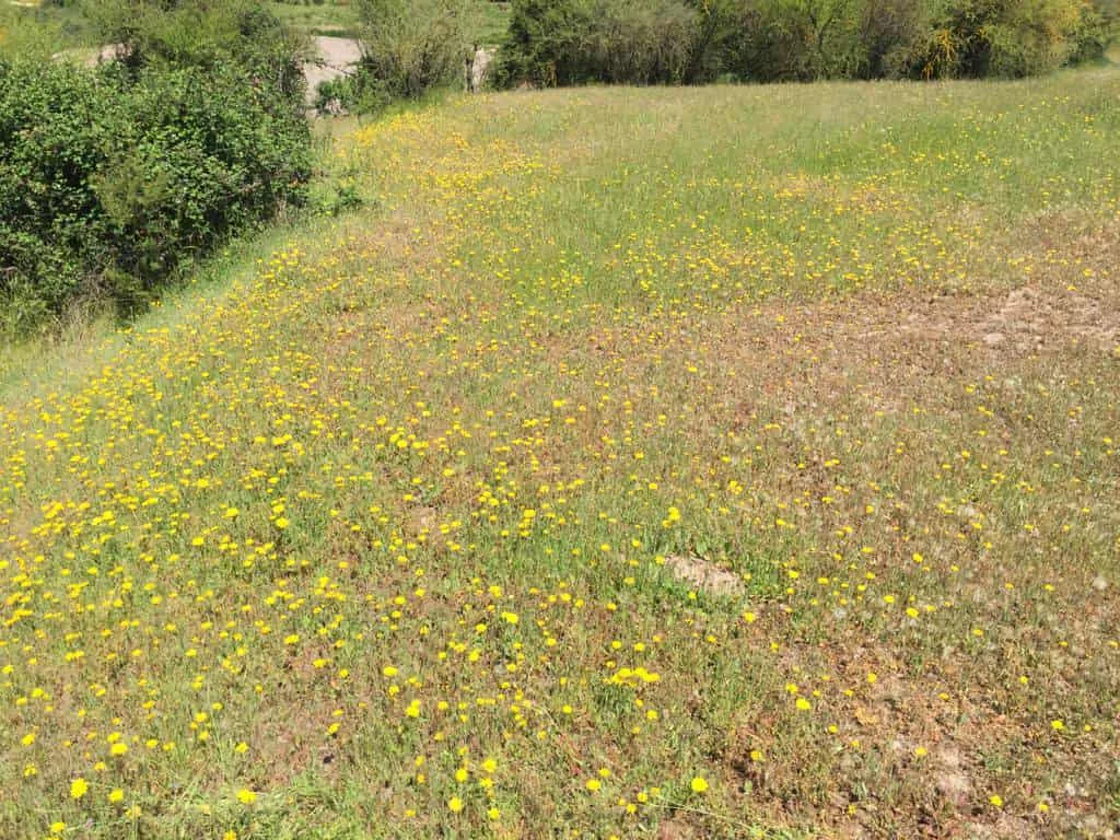Parcela de 3 ha, sector El Durazno, Las Cabras, VI Región, foto 3