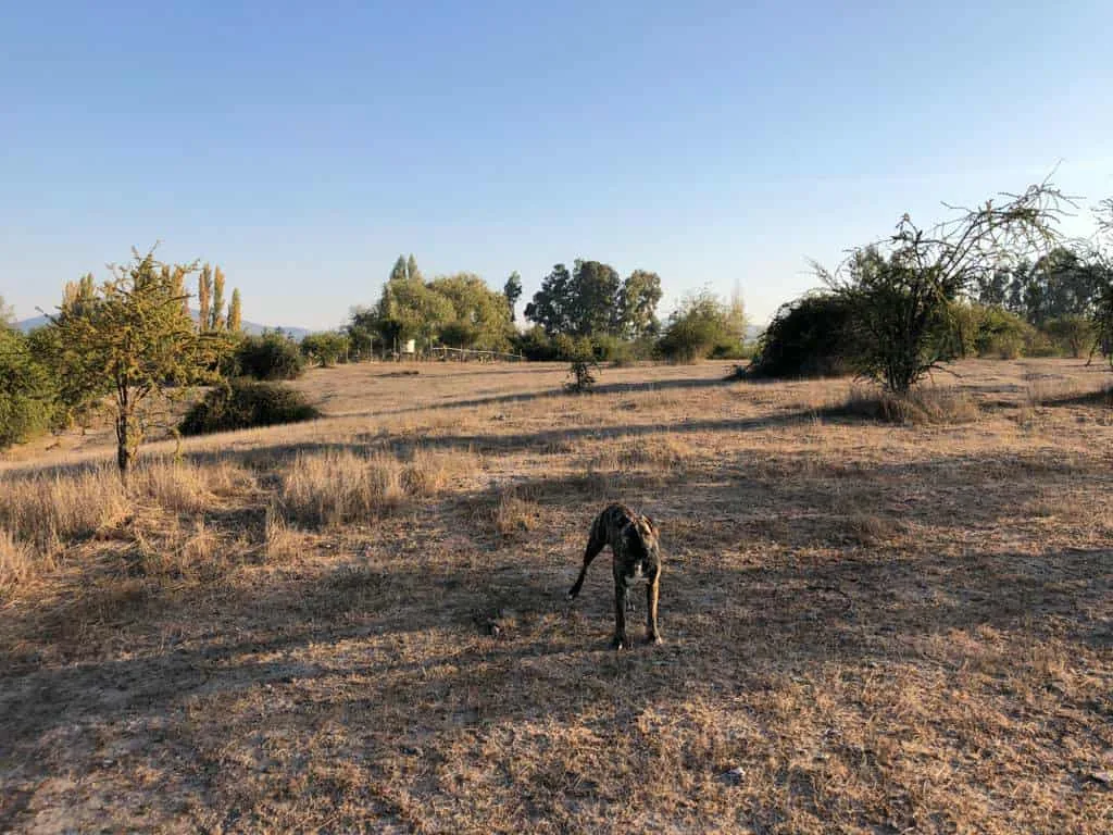 Parcela de 3 ha, sector El Durazno, Las Cabras, VI Región, foto 7