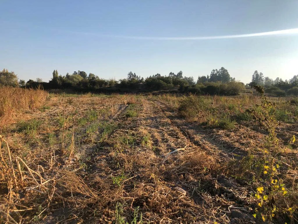 Parcela de 3 ha, sector El Durazno, Las Cabras, VI Región, foto 8