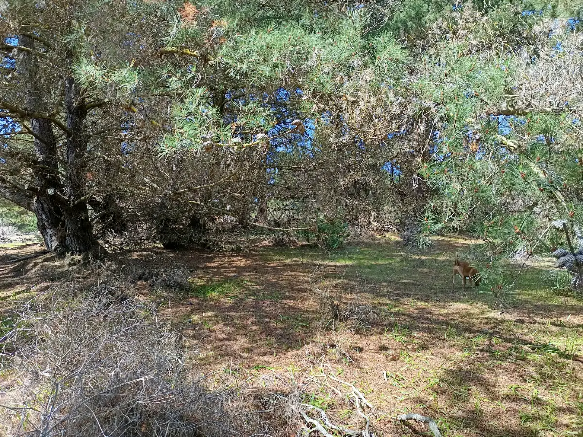 Parcelas en Laguna Verde, Valparaíso, 5.000 m2 con ROL, foto 5