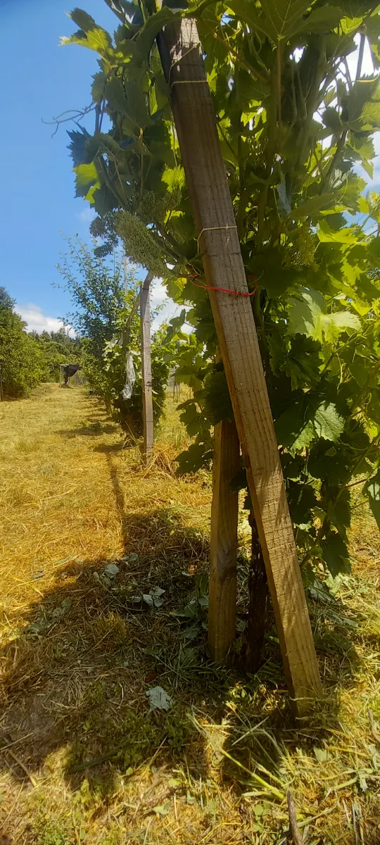 Parcela 5.500 mts. En Linares, foto 4
