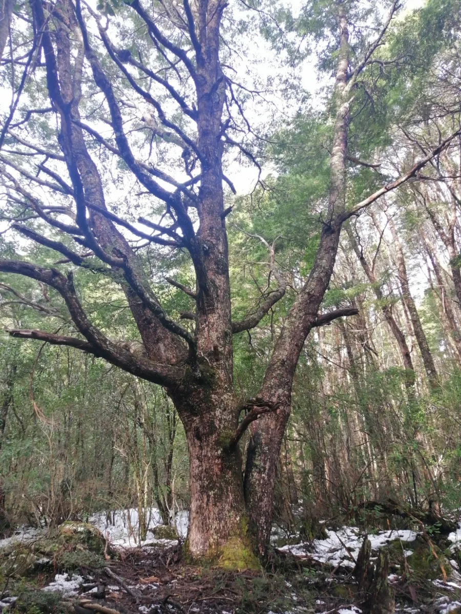 Terreno rural segundo Corral, foto 1