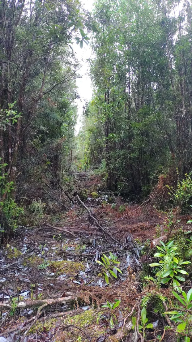 Parcela 5.000 m² en Chiloé, Aguas Buenas, foto 1