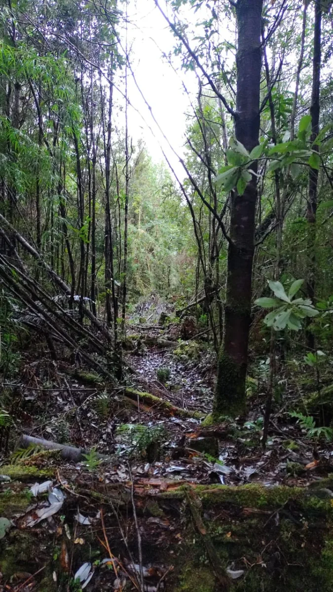 Parcela 5.000 m² en Chiloé, Aguas Buenas, foto 2