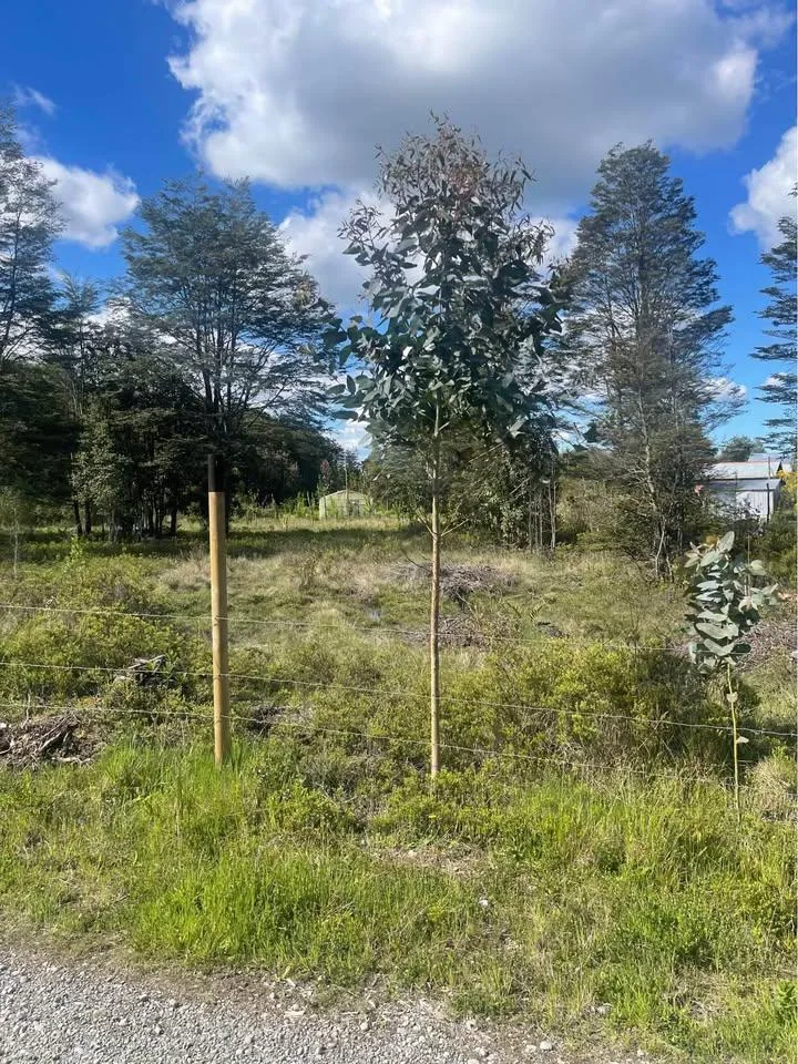 Parcela 10.000 mts2 Sector Chaqueihua Puerto Montt, foto 4