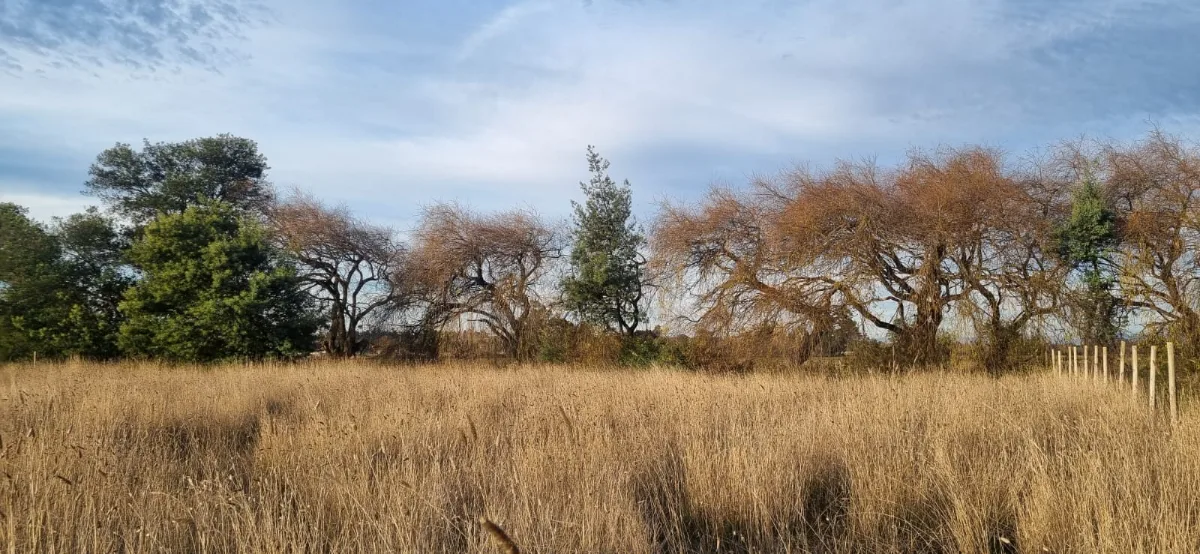 Venta Parcela de Agrado En Los Ángeles, foto 7