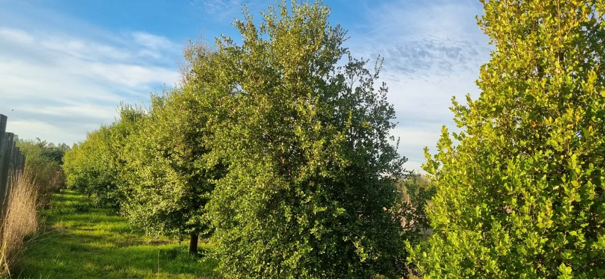 Venta Parcela de Agrado En Los Ángeles, foto 8