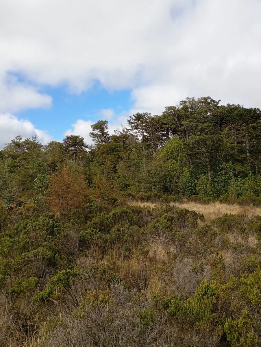Terreno cordillera nahuelbuta bosque nativo, foto 1