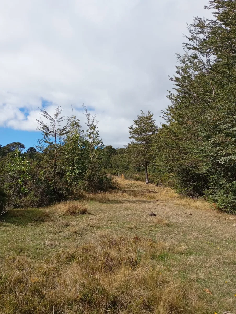 Terreno cordillera nahuelbuta bosque nativo, foto 2