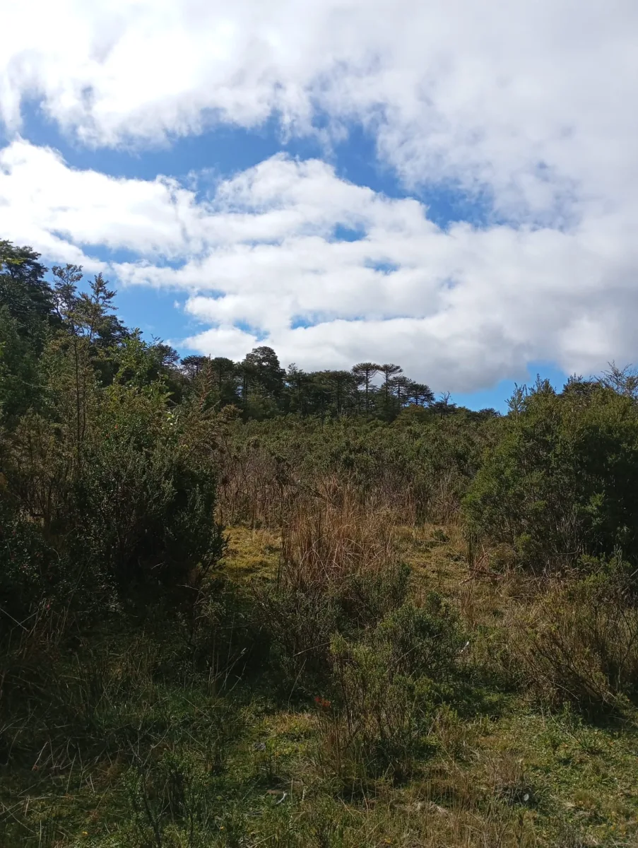 Terreno cordillera nahuelbuta bosque nativo, foto 3