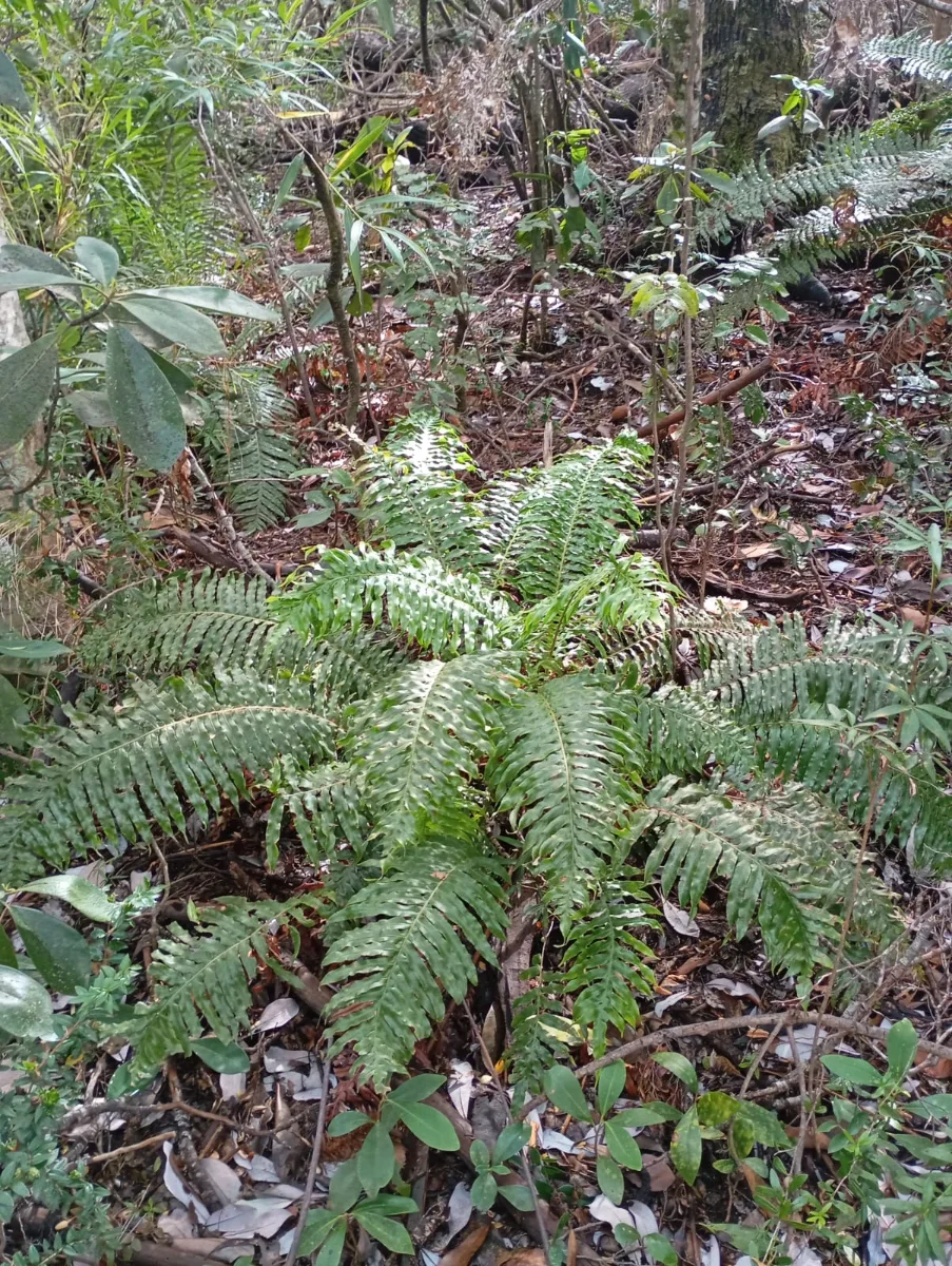 Terreno cordillera nahuelbuta bosque nativo, foto 5