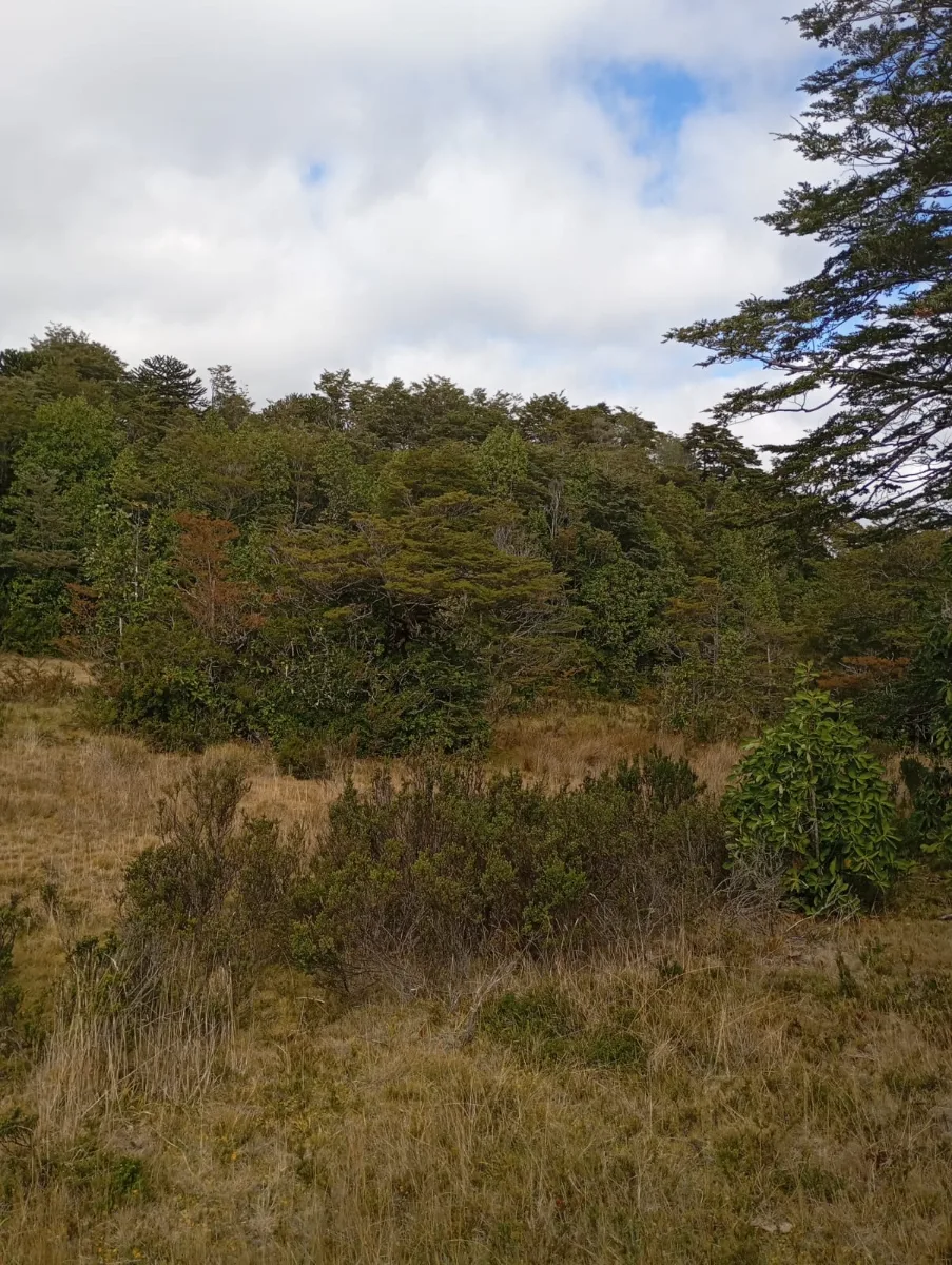 Terreno cordillera nahuelbuta bosque nativo, foto 4