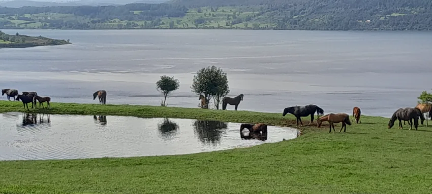 Parcelas en Lago Riñihue