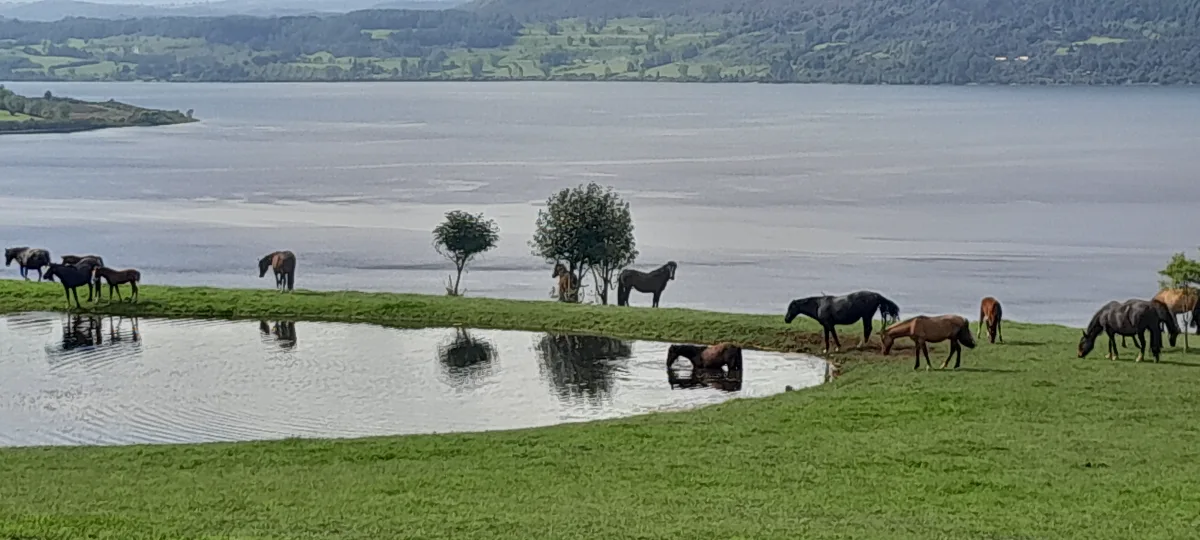 Parcelas en Lago Riñihue, foto 1